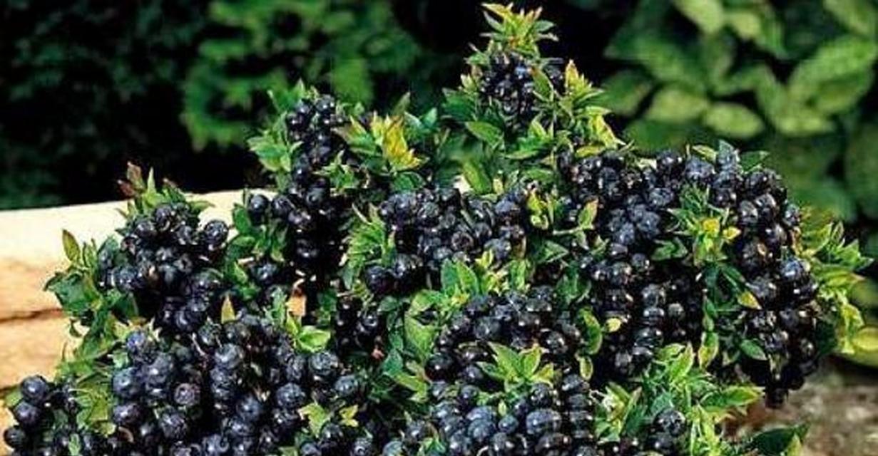 蓝莓的生长过程（从种植到收成——探寻蓝莓的生长历程）