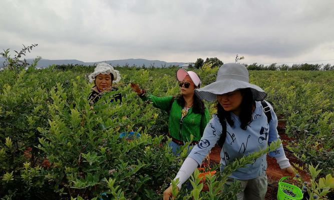 探秘蓝莓的生长环境与条件（从土壤到气候，了解蓝莓的理想生长条件）