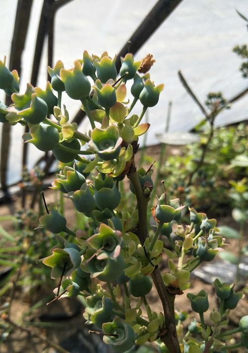 盆栽蓝莓几月份开花结果（适宜的环境条件与注意事项）