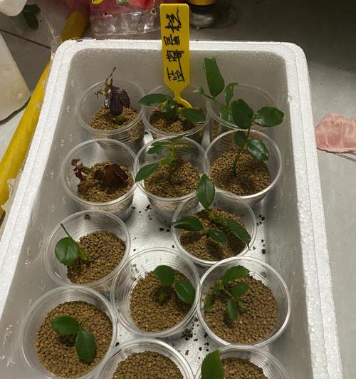 蓝莓扦插最佳时间剖析（掌握蓝莓种植技巧，提高成活率）