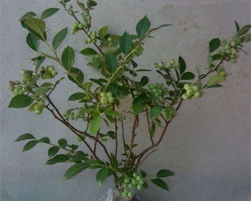 室内蓝莓栽培的技巧（为什么选择室内种植和如何成功种植蓝莓？）