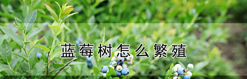 如何进行蓝莓扦插繁殖（注意事项和步骤详解）