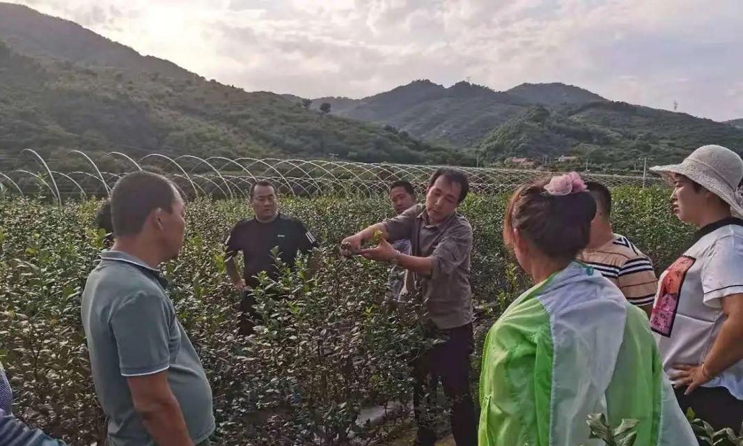 蓝莓播种的最佳时间（如何选择适合的时间种植蓝莓？）