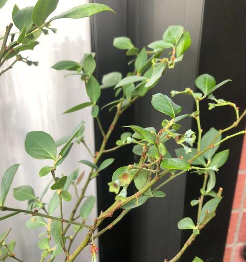 蓝莓授粉时间与方式方法详解（蓝莓授粉的最佳时间和方法让你轻松get）