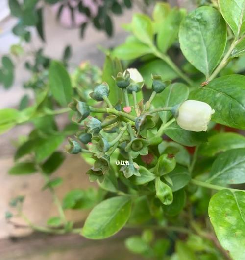 蓝莓授粉时间与方式方法详解（蓝莓授粉的最佳时间和方法让你轻松get）