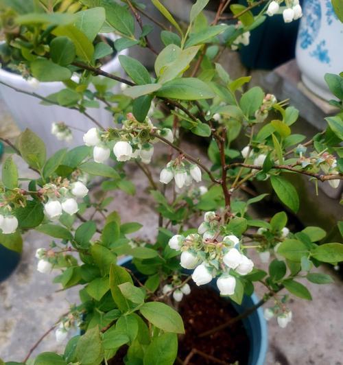 蓝莓的花期和开花次数（了解蓝莓开花的周期和规律，提高种植效率）