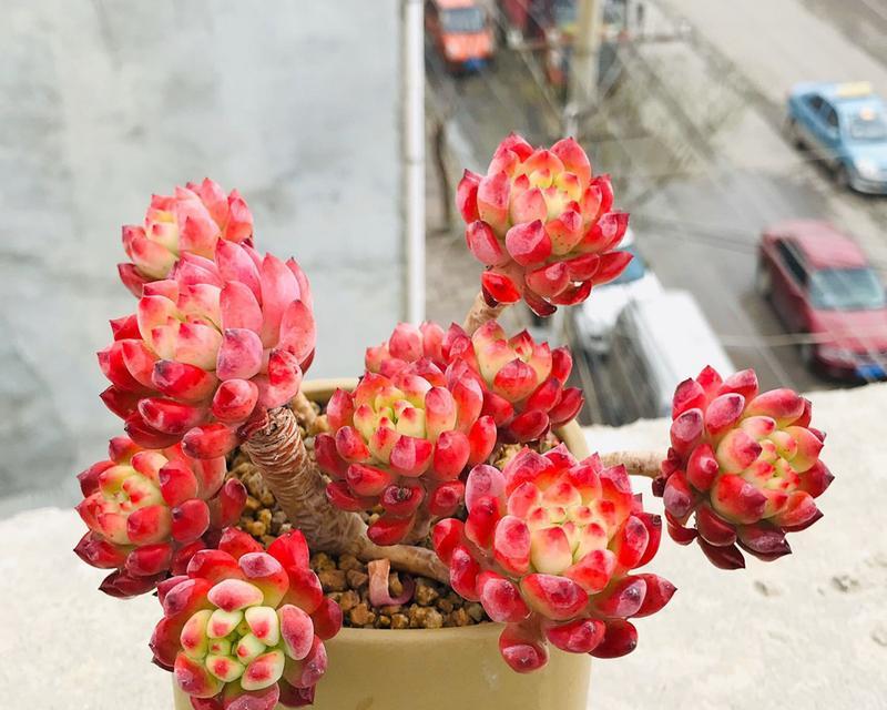 蓝苹果的养殖与养护方法详解（适合新手的水果树种，轻松打造果园）