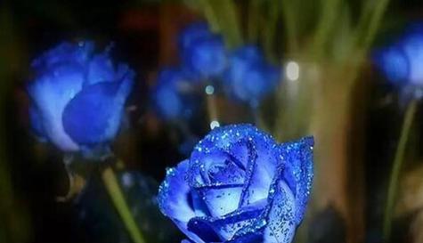 探寻蓝色妖姬的花语（揭秘蓝色妖姬花语的寓意与象征）