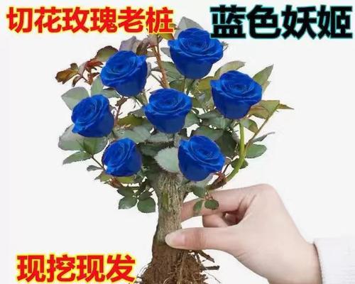 蓝色妖姬的开花时间（探究蓝色妖姬的开花季节及特点）