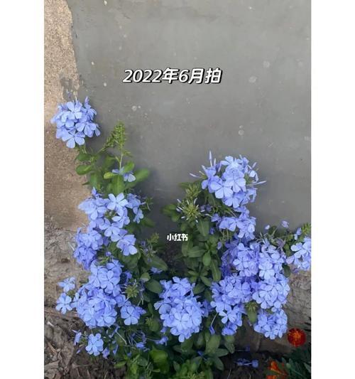 如何在家种植蓝雪花（小众之选的美丽养殖方法）
