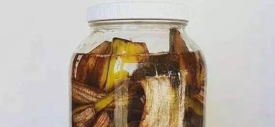 烂香蕉不再浪费，变成肥料滋养庭院蔬果（环保又实惠的废物利用方法，只需掌握这一个）