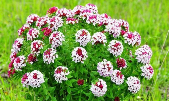 狼毒花（美丽危险，掌握狼毒花盆栽技巧）