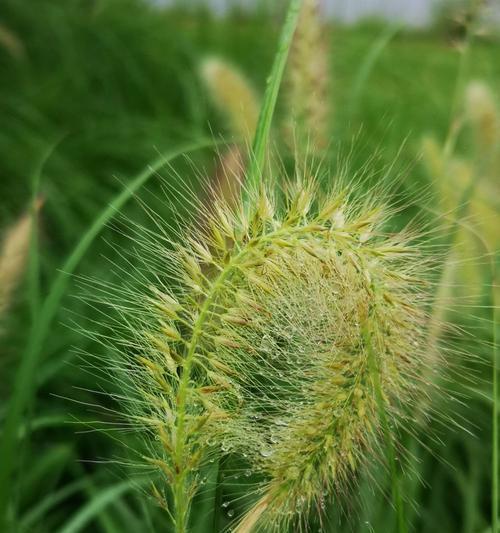 认识狼尾草——一种具有观赏和药用价值的多年生草本植物（了解狼尾草的生长环境、特征和用途）