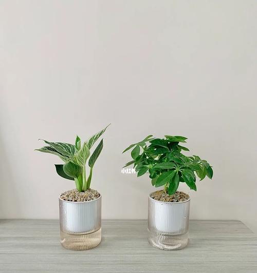 老板办公室的最佳绿色植物选择（打造舒适宜人的办公环境）