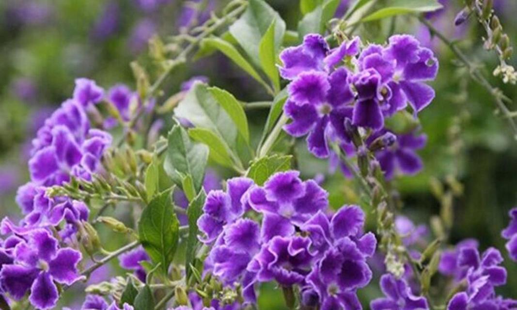 蕾丝金露花有毒吗？（蕾丝金露花的毒性、危害及防范措施）