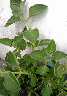 探秘棱角植物的优雅之美（棱角植物的类型、特征及栽培方法）