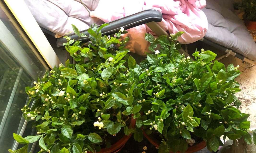 冷开水浇花可行性探究（用冷开水浇花是否具有保健作用？）