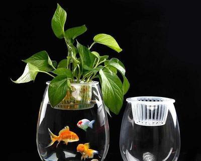 冷水花的水培养护指南（水中生长，绿意盎然——冷水花水培养护详解）