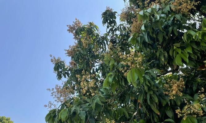 荔枝花期，盛夏最美时光