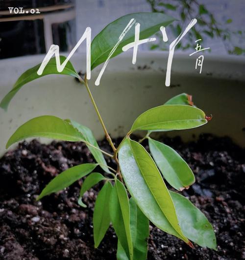 番荔枝籽的种植方法（探究如何让番荔枝籽在家中生根发芽）