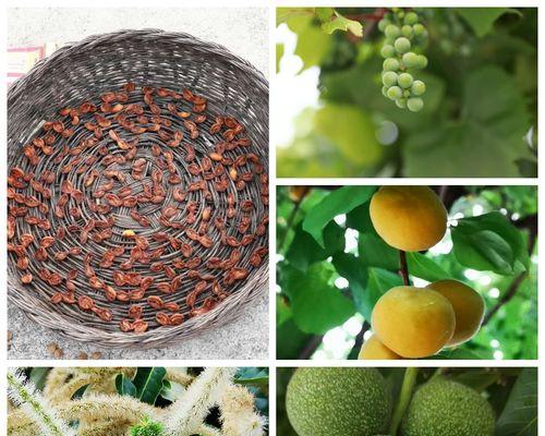 栗子树的果实成熟时间及种植要点（多年生树种栗子树，几年才能结果实？关注栽培技巧，等待丰收）