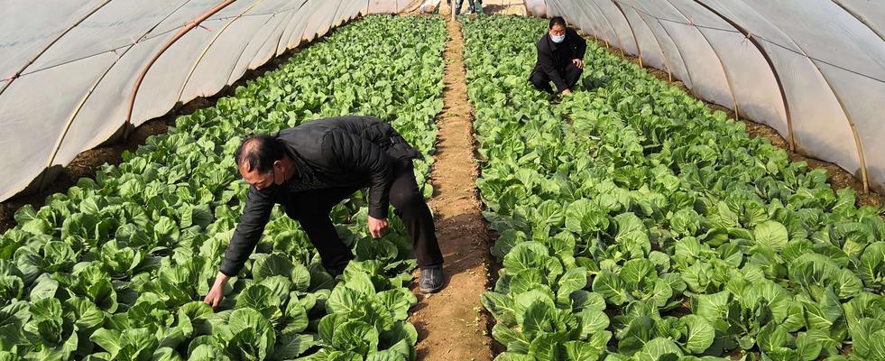 如何种植莲花白？（时间、方法与关键技巧）