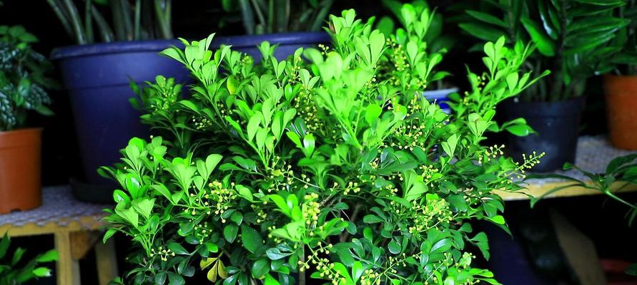 米兰开花的时候（米兰开花频率及时间表）