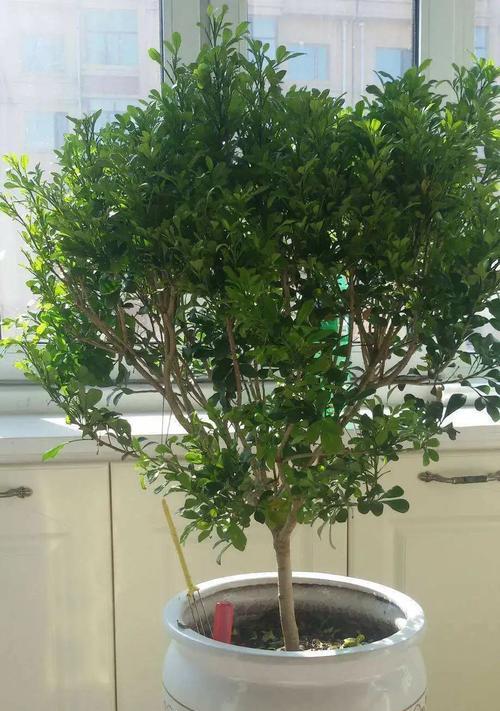 米兰市地栽植物探究（城市园林绿化的新选择）