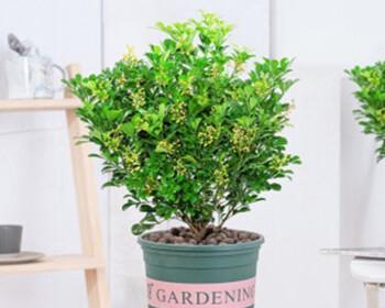 米兰种植浅盆与深盆的比较（探究种植容器对植物生长的影响）