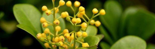 米兰的剪枝修剪时间和方法（图解米兰的植物修剪技巧）