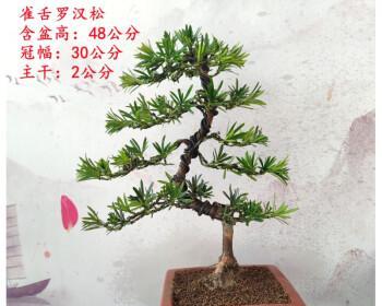 如何快速养殖米叶罗汉松（从选择品种到管理养护，打造鲜艳翠绿的园林盆景）