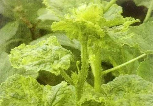 棉花病毒病防治措施（症状、传播方式与预防方法）
