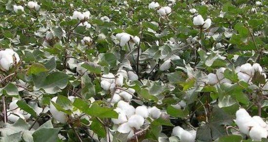 棉花种植需浇水频次掌握（浇水时间、水量、方式等关键）