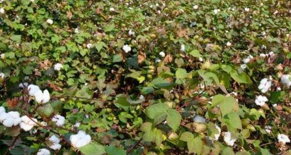 北方棉花种植的最佳月份剖析（从天气、土壤和栽培技术等方面，找到北方棉花最适宜种植的月份）