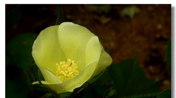 棉花开花全过程详解（探秘棉花开花的奥秘，解读棉花生长的规律）