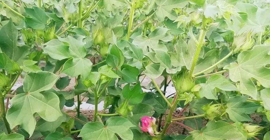 如何科学施肥提高棉花产量？（掌握正确的施肥方法，让棉花生长更为旺盛）