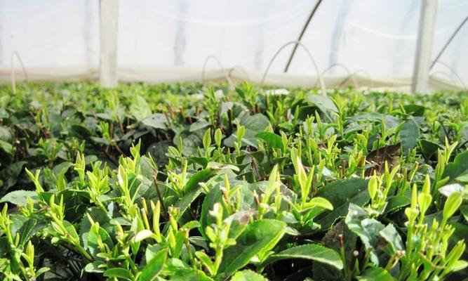 揭秘明前茶采摘时间与收获季节（探究明前茶制作中的关键因素）