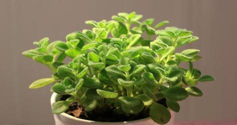 如何让摸摸香更旺盛（养护方法大全，让你的植物生长更健康）