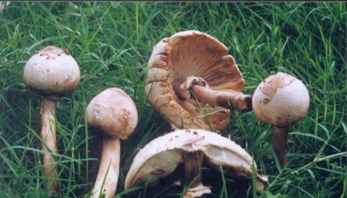 蘑菇的生长环境（一探蘑菇生长之秘）