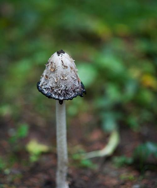 蘑菇，不仅仅是一种食材（探究蘑菇的植物分类与多样性）
