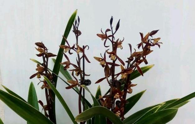 解析墨兰花期（探寻墨兰花的美丽时刻）