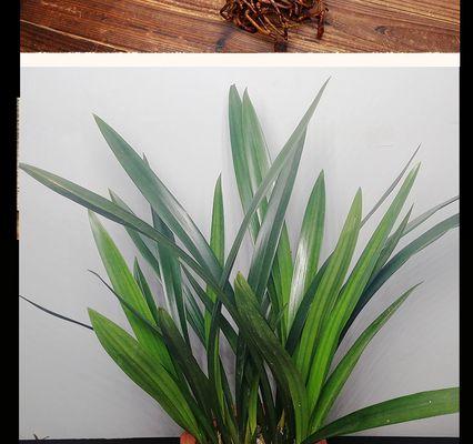 怎样使墨兰卷叶保持繁茂？——墨兰卷叶的护理技巧（怎样使墨兰卷叶保持繁茂？——墨兰卷叶的护理技巧）