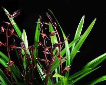 墨兰开花的魅力（探秘墨兰花的绚丽面貌）