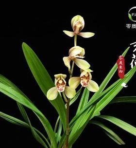 墨兰水培和土培，哪个更好？（探讨墨兰的不同种植方式及其优缺点）
