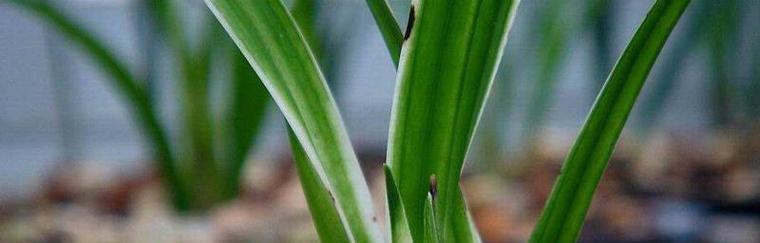 掌握墨兰喜肥，让你的植物更健康（探索适合墨兰喜爱的营养需求和肥料种类）