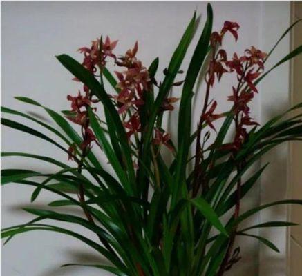 墨兰花开时间及数量解析（一年开1-2次花，了解更多墨兰开花信息）