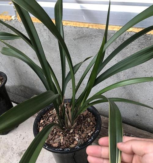 墨兰养护指南——最佳肥料选择（选择适合墨兰的肥料，让它更茂盛健康）