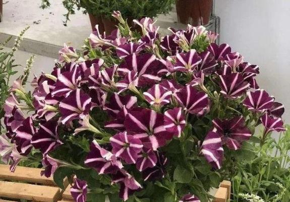 牡丹吊兰的冬季养护法（如何让牡丹吊兰度过寒冷的冬季）