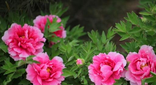 牡丹海棠开花特点及养护技巧（一年开几次花？花期有多长？如何打理？）