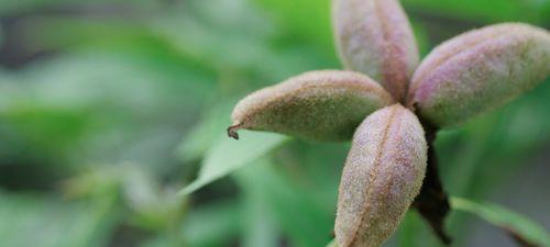 牡丹花果实的功效和用途（探秘牡丹花果实，发现这个“宝藏”）
